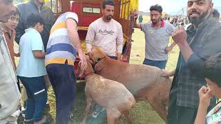 16 lakh ka dumba sheep at eidgah srinagar 2024 subscribe follow MUSATHEKASHMIRIYAT [upl. by Gessner40]