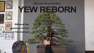 Yew resurrection [upl. by Learsiy]