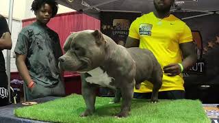 American Bully ABKC show Carolina May 2023 [upl. by Esnohpla]