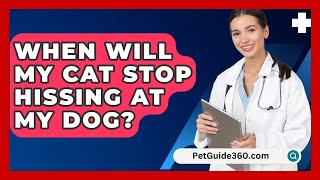 When Will My Cat Stop Hissing At My Dog  PetGuide360com [upl. by Noemis]