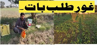 گندم کی بجائے اس فصل کو زیادہ ترجیح دی گئی لیکن کیوں ؟Farming with Shahid ll farming tips [upl. by Nwahsud779]