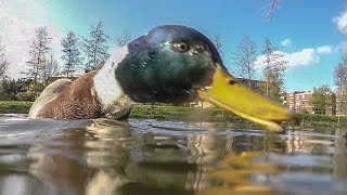 Köpfchen in das Wasser Schwänzchen in die Höh [upl. by Notse]