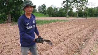 華富里府Lopburiลพบุรี​甜象草Pennisetum purpureum Schum เพ็ญศรี พูพูเรียม ชุม [upl. by Ttayh]