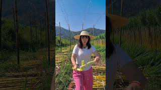 Very fresh natural sugarcane yellow with rural farming life reels 2024 satisfying top shorts [upl. by Ztnarf]