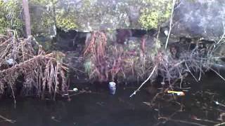 Mink fishing in Scottish Canal near Falkirk [upl. by Atilef]