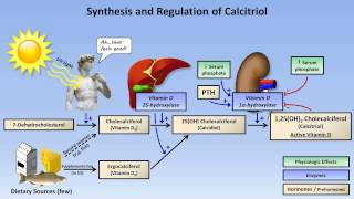 Calcium and Phosphate Metabolism [upl. by Cleres]