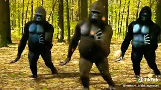 New gorilla dance new one song a [upl. by Dobson]