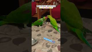 parrot birds sound parrottalking talking viral shorts love videoyt alex ranchosona pets [upl. by Ondrej]