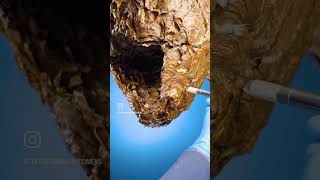 What’s inside a wasp nest 🤔 oddlysatisfying naturelovers wildlife whatsinside shrek cursed [upl. by Westland273]