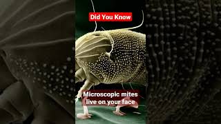 Microscopic mites live on your face  demodex mites face mites  human body  facts store  shorts [upl. by Jolene]