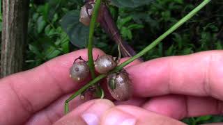 Chinese Yam a useful invasive plant [upl. by Wood260]