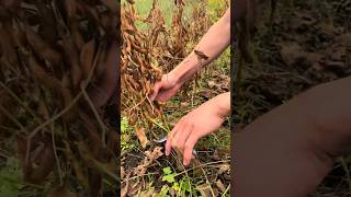 Fresh edamame harvesting process [upl. by Caves840]