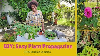 DIY Easy Plant Propagation [upl. by Yawnoc]