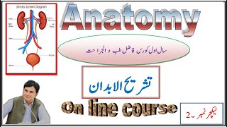 FTJ Anatomy Lecture 5 Urinary Organs kidney Ureter reproductive organs Urdu i [upl. by Neerol906]