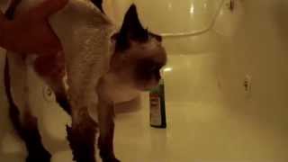 Giving a himalayan cat a bath  shower [upl. by Clintock439]