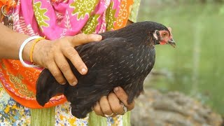 Augmenter la production de poulets locaux résumé [upl. by Hayyim]