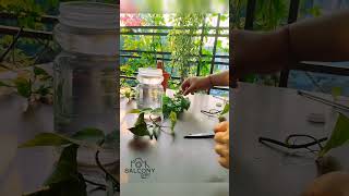 indoor plant decor  Money plant grow in water plants balconygarden indoorplants houseplant [upl. by Halima759]