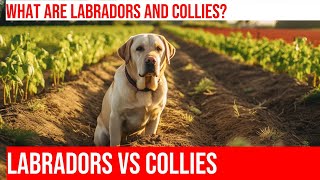 Labrador vs Collie Uncovering Size and Herding Instincts [upl. by Elrod]