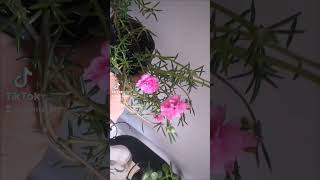 romerito portulacas diezdeldia plantas plantapty [upl. by Niveb]