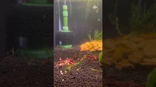 How to siphon water into an aquarium when setting it up aquarium neocaridinashrimp aquariumcoop [upl. by Irena]