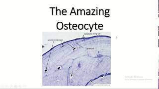 The amazing osteocyte [upl. by Davie27]