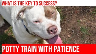 Potty Training Your Pitbull Tips for Success [upl. by Amal]