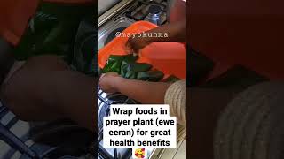 Prayer plant ewe eeran helps against venom stings amp bites adds aroma to food viral hacks diy [upl. by Soisanahta804]