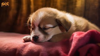 Dog Music 24 HOURS  Deep Sleep Relaxation Melodies to CALM YOUR DOG 13 [upl. by Neumann]