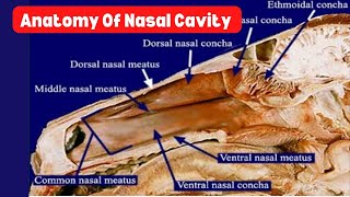 Respiratory system 🐎 Anatomy of Nasal Cavity 🐴 Nasal Conchae amp Nasal Meatus [upl. by Olmstead]