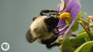 This Vibrating Bumblebee Unlocks a Flowers Hidden Treasure  Deep Look [upl. by Zucker]