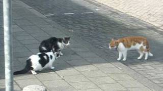 Cat fight  katten schijn gevecht [upl. by Demha]