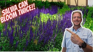 How to Prune Salvia for Continuous Blooms [upl. by O'Donoghue]