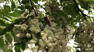 Acacia thorn tree mule claw Mis tree Robinia [upl. by Tobias]