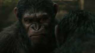 Dawn of the Planet of the Apes 2014  Caesar vs Koba [upl. by Metts10]