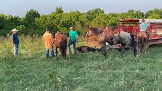 Loading a lassoed heifer onto a trailer without a corral in Bath county Kentucky [upl. by Anse653]