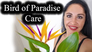 Bird of Paradise Strelizia Nicolai Plant Care  Full Guide [upl. by Fernas]