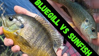 Bluegill vs Green Sunfish How to identify the differences [upl. by Aisined]