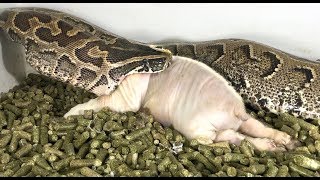 African Rock Python Eats Pig Time Lapse x5 [upl. by Ziza]