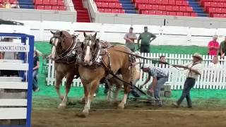 Kentucky State Fair Draft Horse Pull [upl. by Ynwat139]