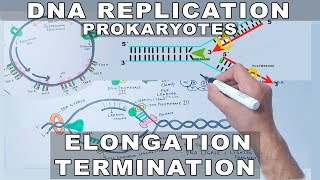 DNA Replication in Prokaryotes  Elongation and Termination [upl. by Saudra]