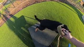 Roux Dog at Tesoro Viejo Dog Park [upl. by Annodas427]