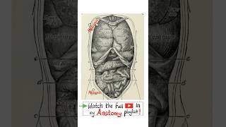 Anatomy of the Viscera  Thorax and Abdomen…anatomy biology physiology nurse doctor mbbs [upl. by Suiraj]