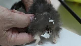 A 2yearold Syrian hamster passes blood [upl. by Pavier]