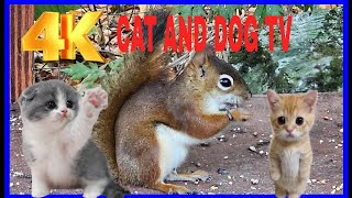 Cat TV Dog TV 4k Chipmunks  Squirrels and Birds cattv squirrel [upl. by Lochner24]