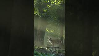 Een koude ochtend op de Veluwe💚 shorts nature deer [upl. by Tomas]