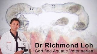 How to diagnose and treat a gill fluke infection in a goldfish pond with fish Vet Dr Loh [upl. by Neddy960]