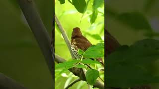 Song thrush singingchirping part5 [upl. by Esened109]