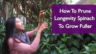 How To Get Gynura Procumbens Longevity Spinach To Grow Fuller [upl. by Letty]