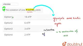 The oxidation of one NADH2 yields  12  NEET MOCK TEST 3  BIOLOGY  NTA MOCK TESTS  Doubtn [upl. by Llevra]