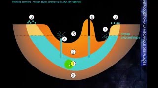 MK Flu 3  3A  Conséquences de la loi de Bernoulli  puits artésien [upl. by Eelsnia]